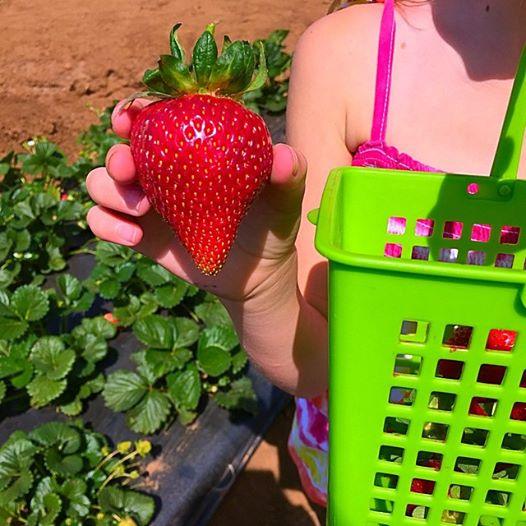 Best Way to Grow Strawberries