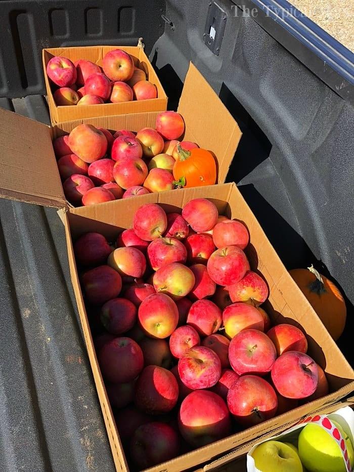 Cardboard boxes filled with red apples are stacked in the back of a truck, ready to be transformed into delicious treats like instant pot cranberry applesauce.