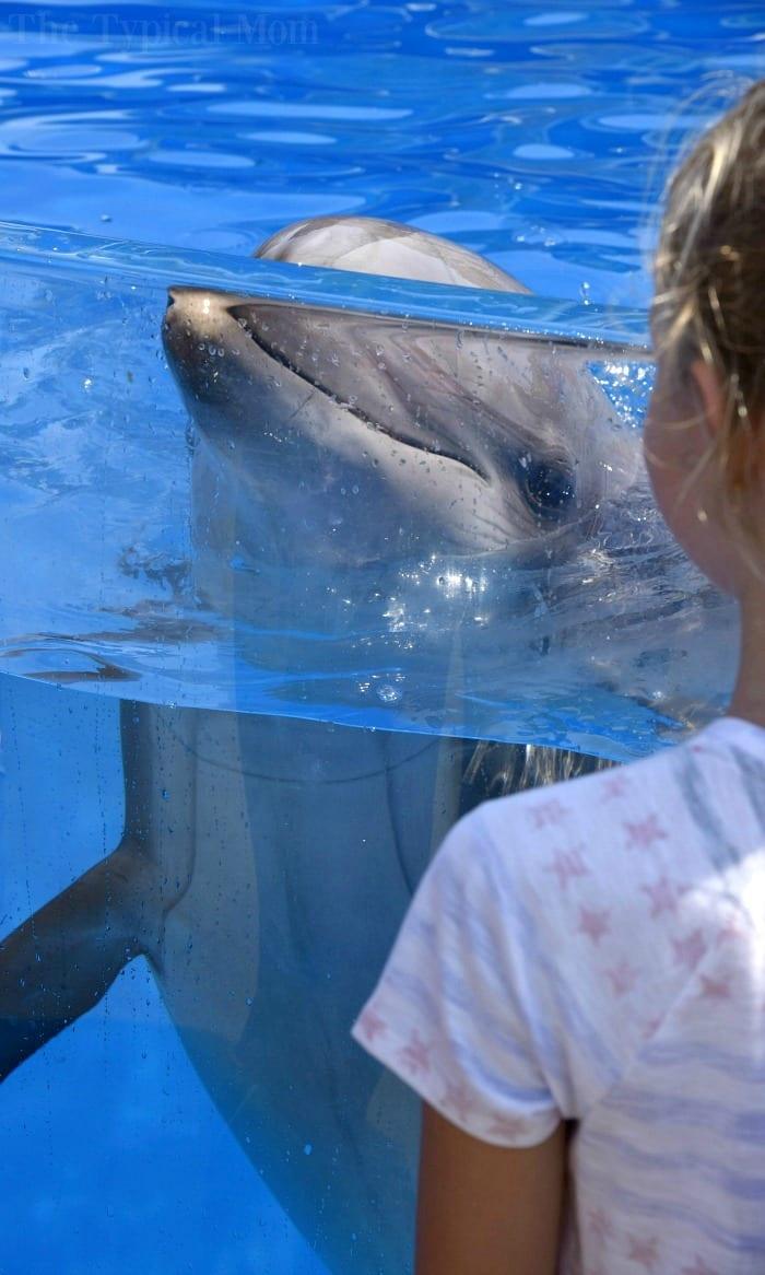 VIP Sea World Behind The Scenes Tour Review