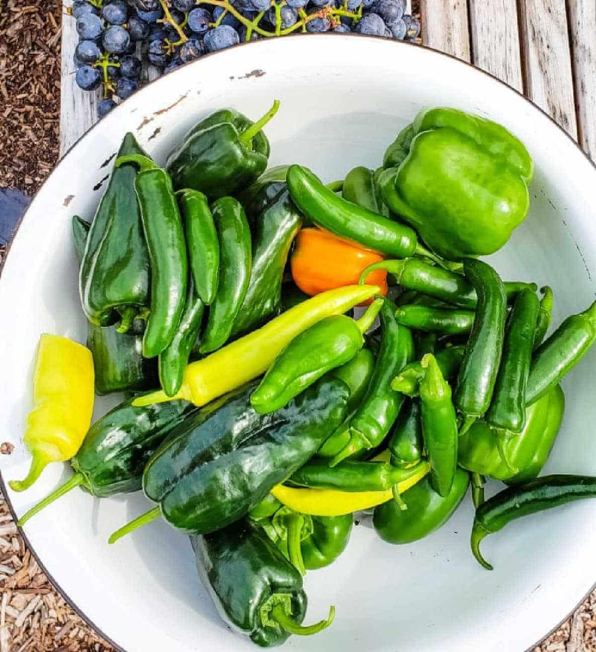 Types of Green Peppers