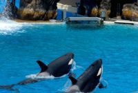 Get Your Free 2022 SeaWorld Preschool Pass