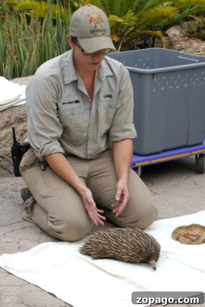 Creative Homeschool Outings 4 San Diego Zoo - A Premier Animal Park