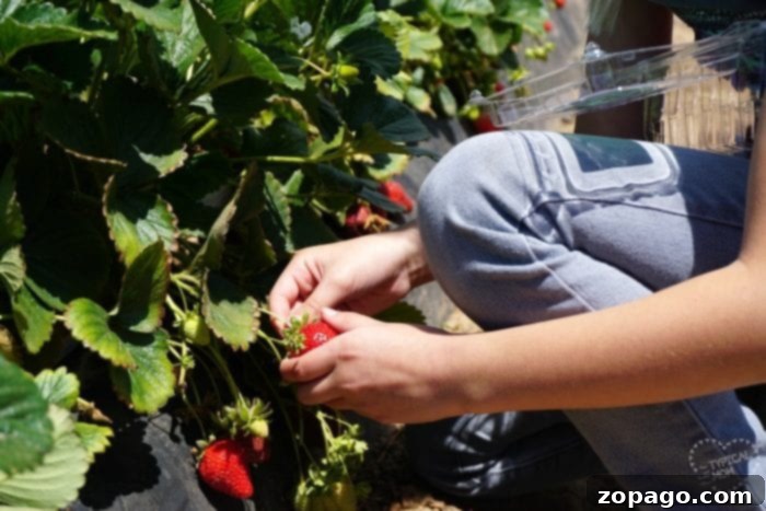 Creative Homeschool Outings 6 Tanaka Farms Strawberry Picking Experience