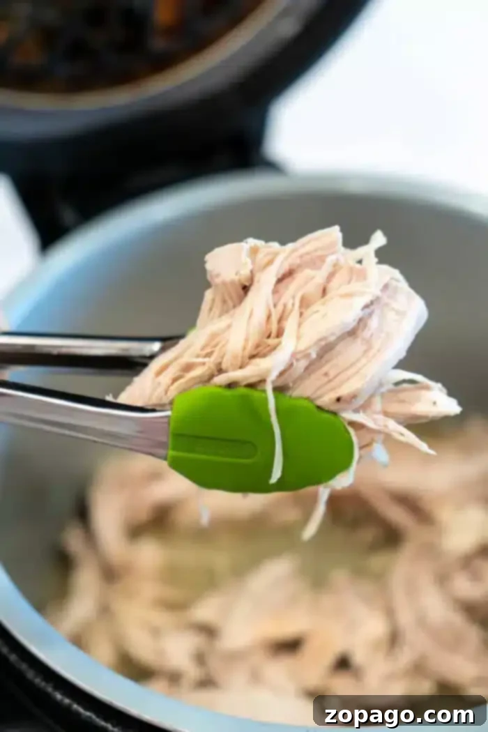 Effortless Ninja Foodi Shredded Chicken 2 Tongs with green silicone tips hold freshly cooked Ninja Foodi shredded chicken over an open pressure cooker. The light-colored, juicy chicken is ready for serving.