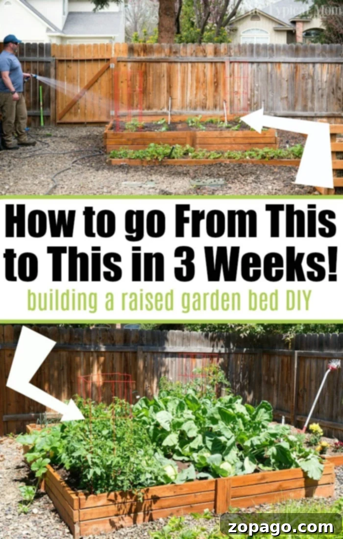 How to make a vegetable garden inexpensively in your own backyard! #gardening #diy #gardenbed Empty garden bed with a person watering. Bottom: Lush plants thriving in the garden bed. Text: How to transform your space into a thriving vegetable garden in just 3 weeks!