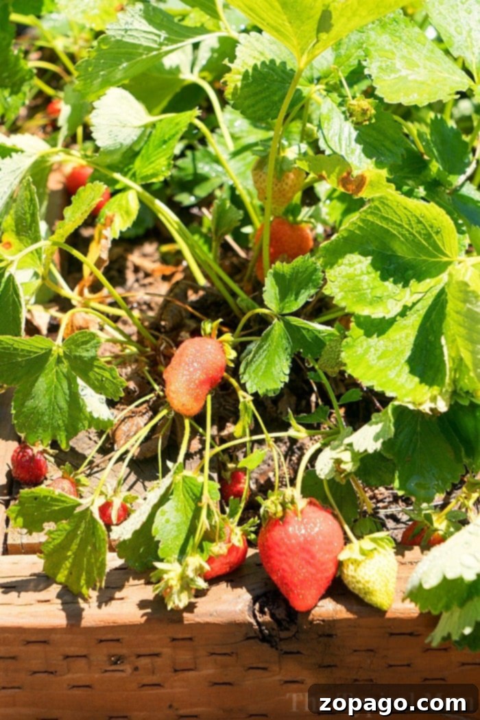 How to grow strawberries in your own garden! Learn to build an above ground planter box and what soil to use for juicy fruit this summer. #gardening #tips #strawberries planting strawberries in a raised garden bed