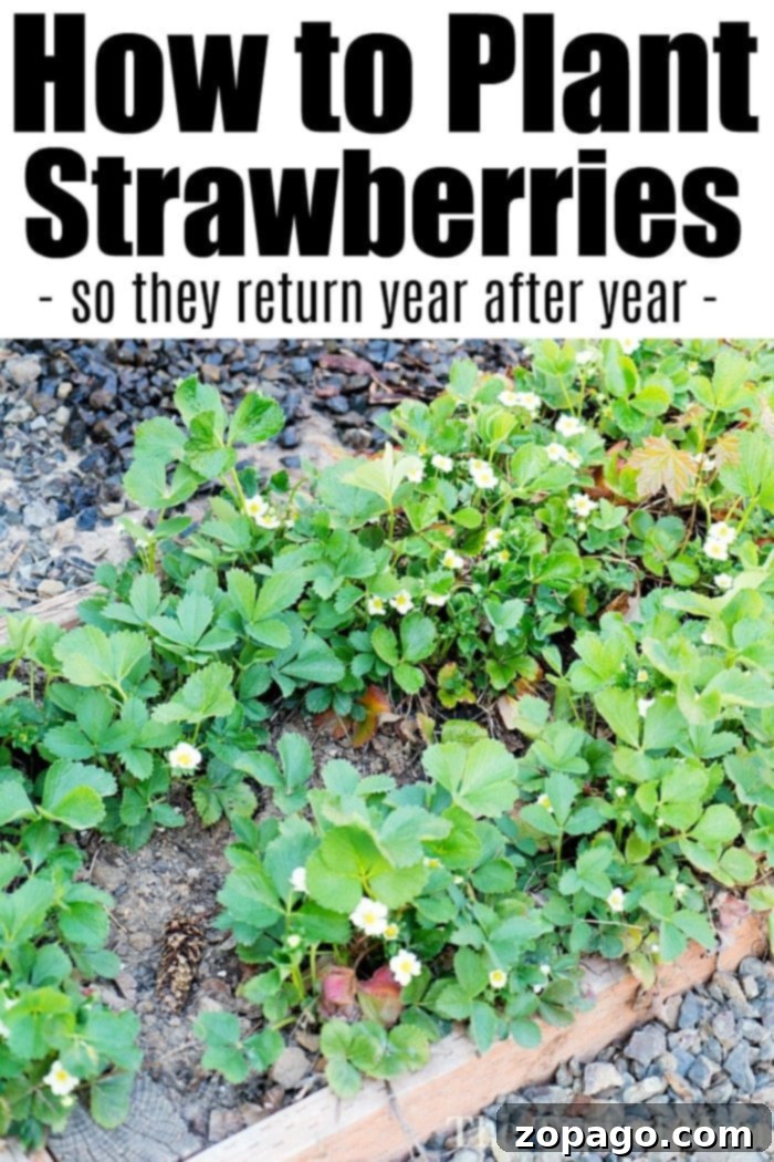 Grow Your Juiciest Strawberries Ever 3 Best Way to Grow Strawberries in a container
