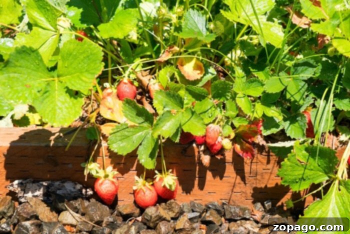 Grow Your Juiciest Strawberries Ever 4 how to plant strawberries in rows