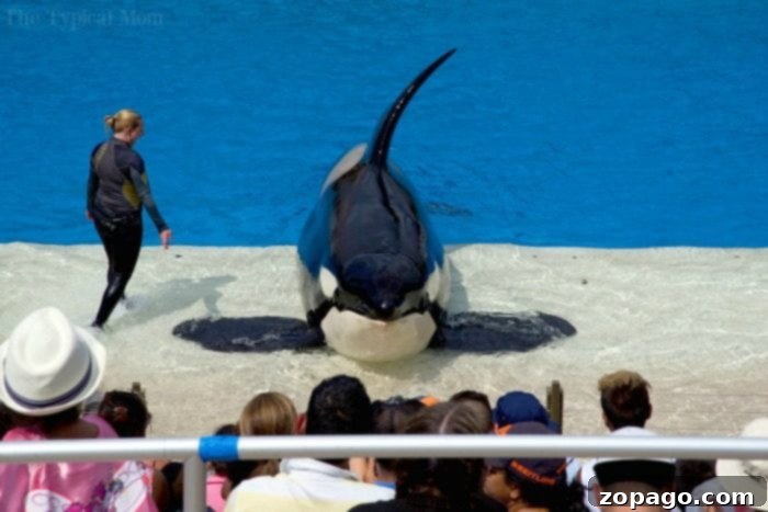 Free SeaWorld Preschool Pass for children 5 years and under – a year of adventure awaits! Smiling child enjoying SeaWorld, perfect for preschool pass holders