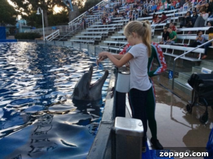 A family moment at SeaWorld, made possible by the Preschool Pass. Children enjoying a SeaWorld show, highlight of a preschool pass visit