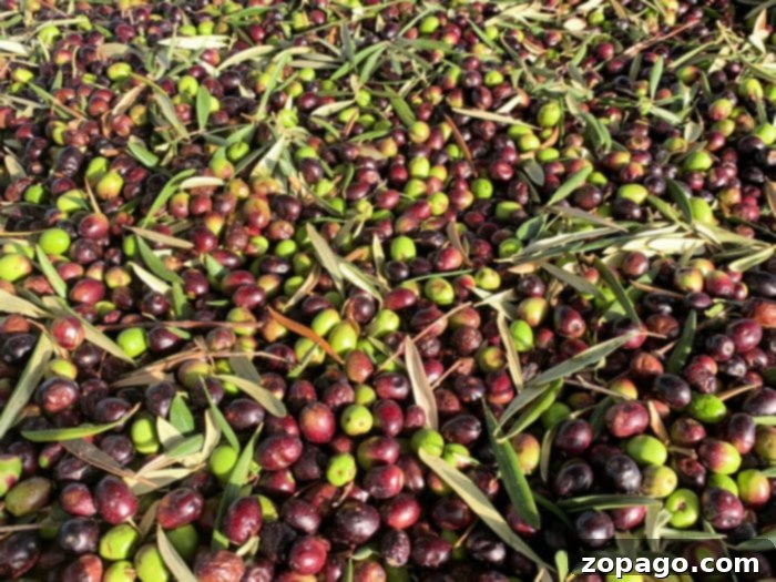 Olive Oil: Your Dual Powerhouse for Kitchen and Hair 8 olives