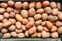 Unearthing Potato Diversity