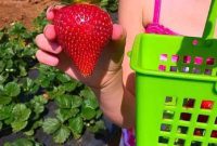 Kenny’s Temecula Strawberry Patch