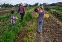 Tanaka Farms Irvine Experience