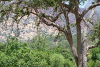 Gateway to Sequoia: Find Your Stay
