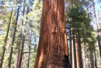 Sequoia National Park: Giant Trees and Unforgettable Views