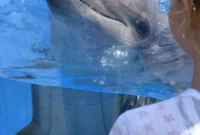 Exclusive VIP Sea World Behind-the-Scenes Tour Review