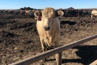 Amarillo: The Heart of Texas Beef