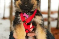 New Puppy Prep: Your Free Printable Checklist