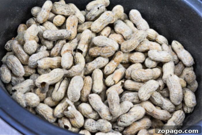 Effortless Slow Cooker Boiled Peanuts 3 A crockpot brimming with shelled peanuts offers a rustic treat, perfect for any cozy gathering.