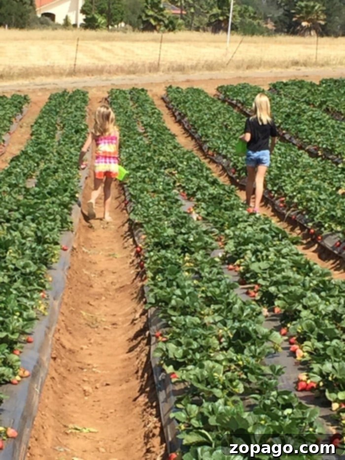 Kenny's Strawberry Farm in Temecula is where you can pick your own strawberries and have a picnic! Right around Fallbrook and great for field trips too. Strawberry Farm near Temecula, offering U-Pick experiences and picnic areas for families in Fallbrook, California.
