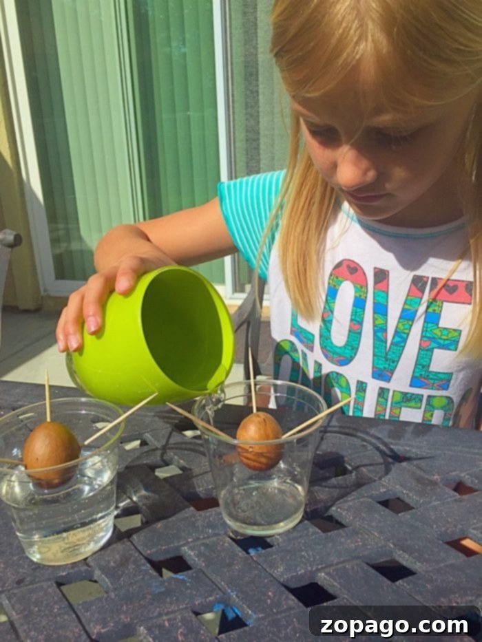 A child engages in an educational gardening activity, carefully pouring water into a glass holding an avocado seed suspended by toothpicks, with another similar setup demonstrating the simple joy of growing plants from seeds.