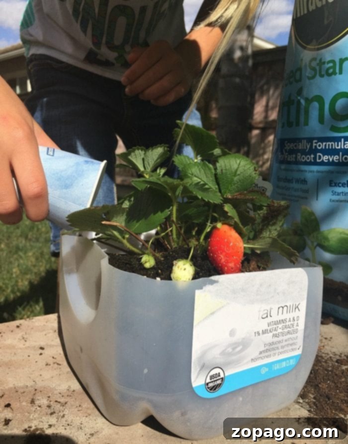 A child joyfully engaging in gardening activities for kids, watering a vibrant strawberry plant thriving in a creatively repurposed milk jug planter, fostering a love for nature and sustainable practices.