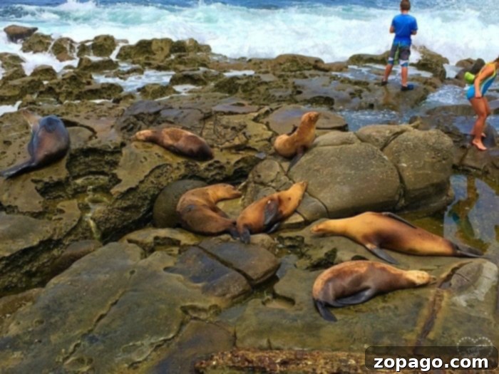 Exploring La Jolla's Intertidal Wonders 4 La Jolla Children's Pool teeming with harbor seals resting on the sandy beach