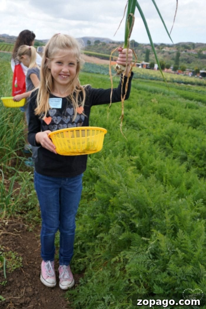 Tanaka Farms Irvine Experience 3 Beautiful rows of organic vegetables growing at Tanaka Farms, showcasing sustainable farming practices in Irvine