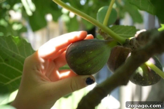 Sweet Baked Figs 3 A lush fig tree laden with ripe fruit, ready for picking to make delicious baked fig desserts.