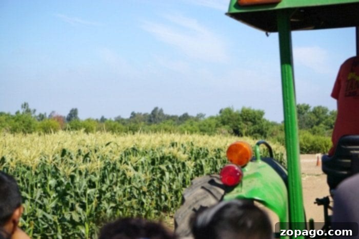 Tanaka Farms Watermelon Picking Adventure 2 Children enjoying a tractor ride on Tanaka Farms during a guided tour