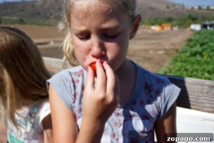 Tanaka Farms Watermelon Picking Adventure 3 Rows of lush green crops under the California sun at Tanaka Farms