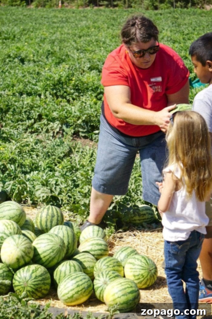 Tanaka Farms Watermelon Picking Adventure 5 Close-up of a perfectly ripe watermelon ready for picking at Tanaka Farms