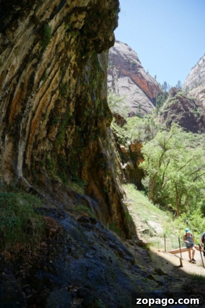 The unique phenomenon of Weeping Rock Water dripping from Weeping Rock in Zion National Park