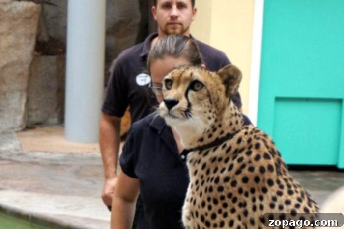 Sleeping With The Animals San Diego Zoo Sleepover Review 11 A cheetah resting at the San Diego Zoo