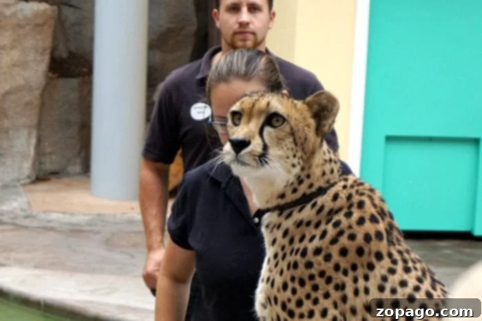 Night at the Zoo: Our San Diego Sleepover Adventure 12 cheetah at san diego zoo