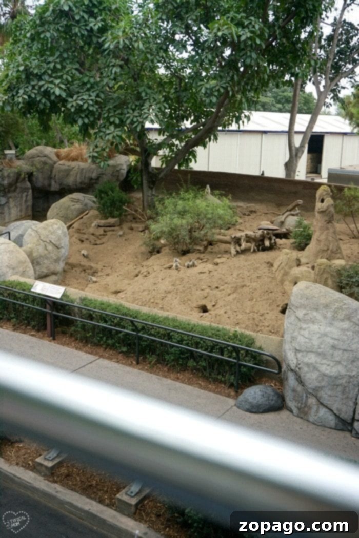 Night at the Zoo: Our San Diego Sleepover Adventure 6 san diego zoo sleepover tents