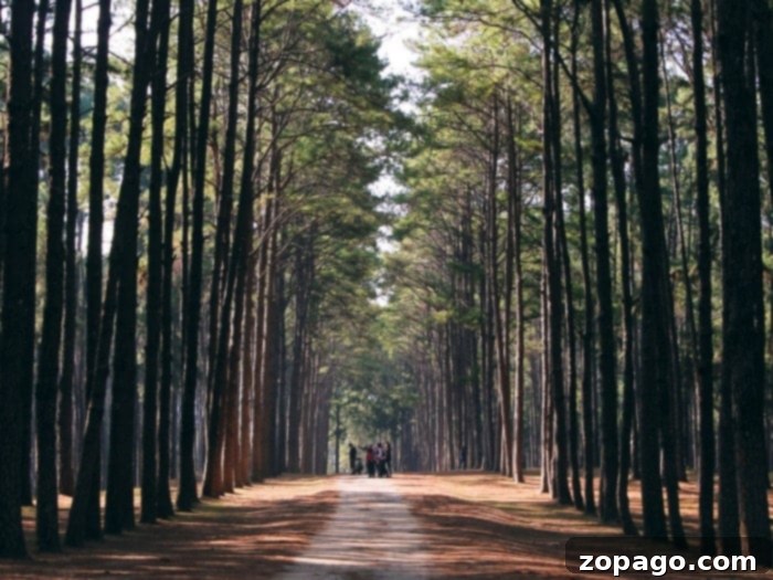 Top Tier Camping in the Gem State 3 Beautiful forest campground in Boise, Idaho area