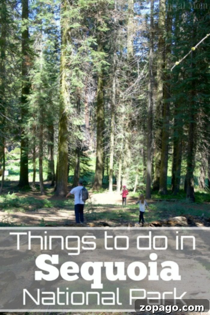 Plan your unforgettable family road trip to Sequoia National Park, discovering giant trees and breathtaking landscapes. Family enjoying a scenic viewpoint in Sequoia National Park