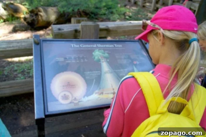 Sequoia National Park: Giant Trees and Unforgettable Views 2 What to see in Sequoia National Park: The magnificent General Grant Tree.