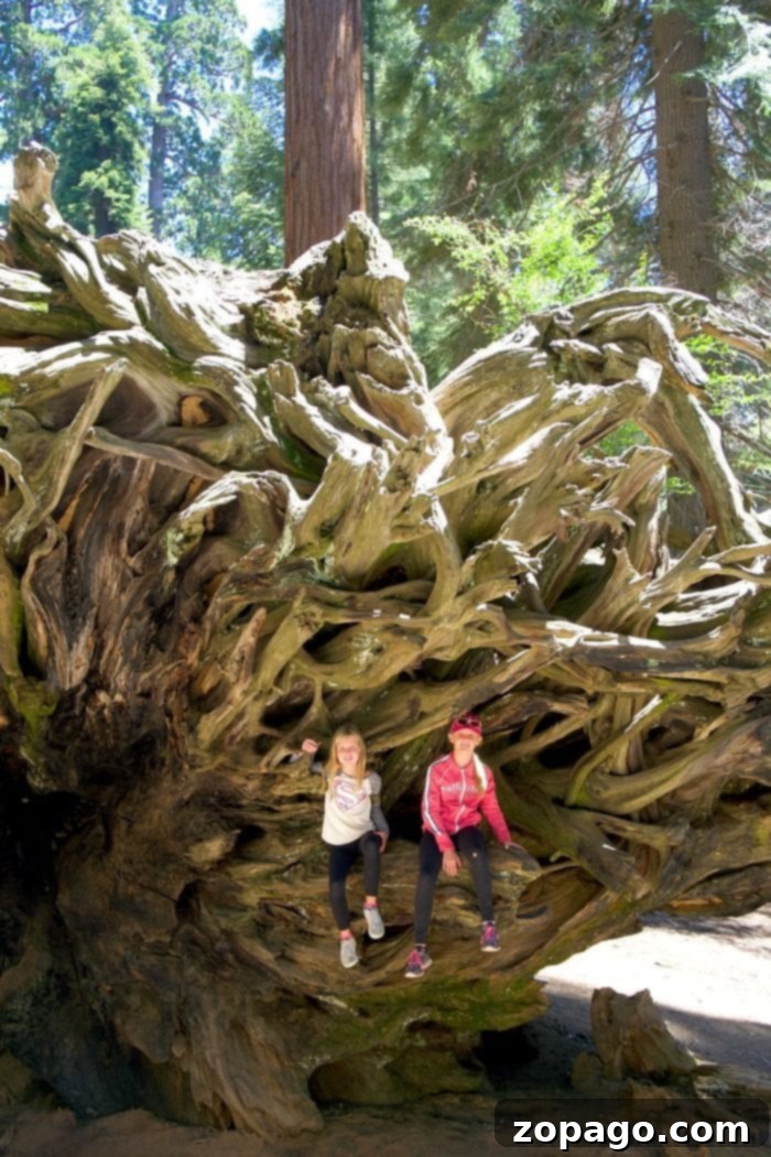 Beyond the main trails, find unique photo opportunities and exciting discoveries in Sequoia National Park. What to see in Sequoia National Park: Exploring fallen giant sequoia roots