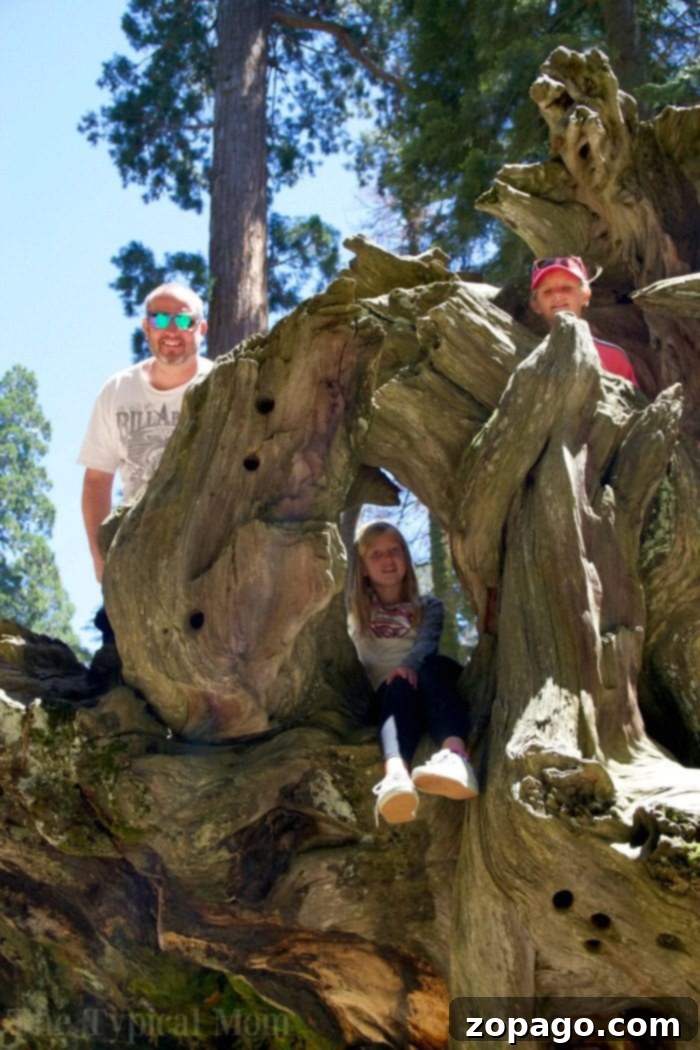 Experience the marvel of walking across a fallen sequoia, offering unique views in Sequoia National Park. What to see in Sequoia National Park: Walking on a fallen giant sequoia tree