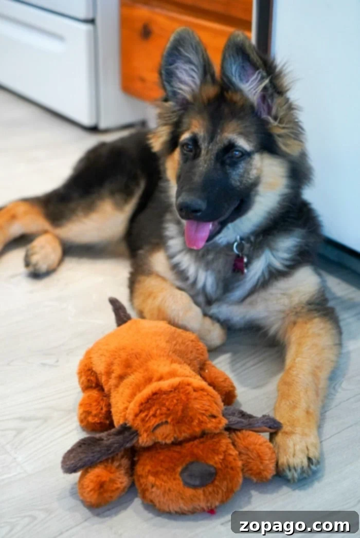 Pet-Friendly Travel & Budget Pet Care: Ensuring Happy Trips for All Family Members Cute dog looking up expectantly, representing the joy of traveling with pets or ensuring their care.