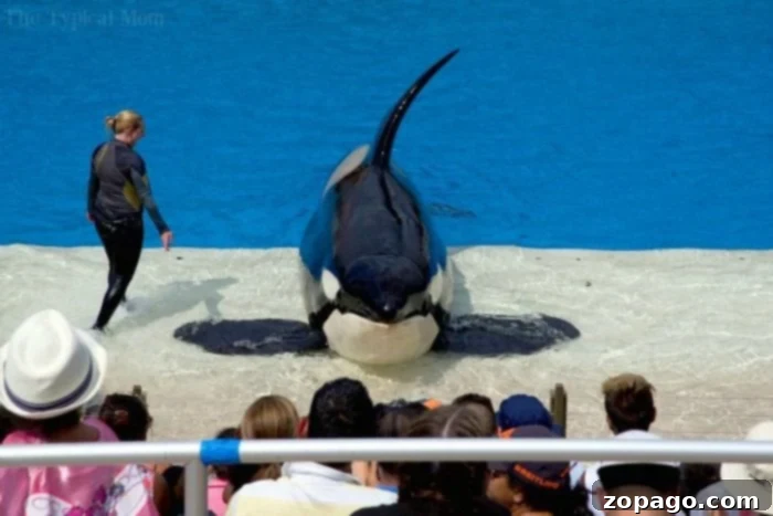 An immersive SeaWorld behind the scenes tour focusing on marine animal care, rehabilitation, and powerful show experiences. SeaWorld behind the scenes tour - Orca Encounter