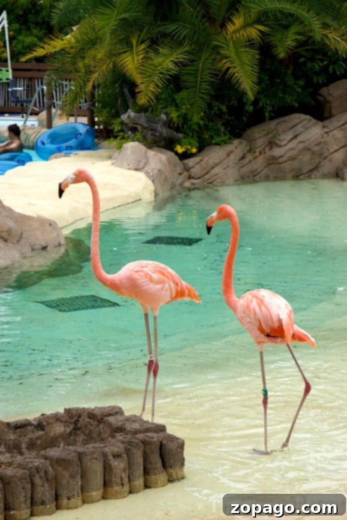 Explore the expansive layout and family-friendly environment of SeaWorld Aquatica Chula Vista. Arial view of SeaWorld Aquatica Chula Vista