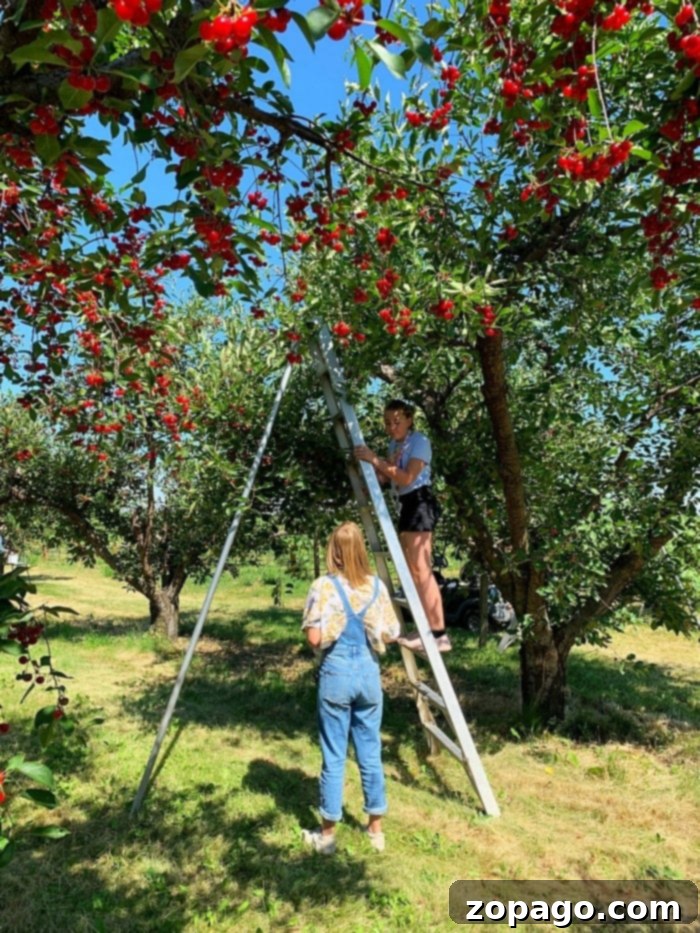 Family cherry picking at Kellys Orchard Idaho