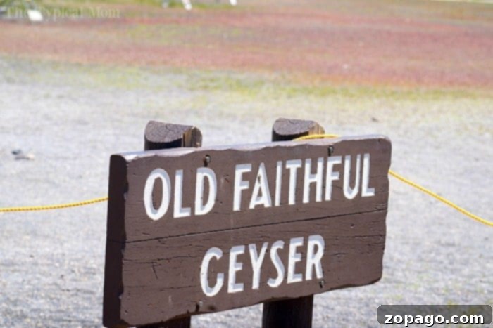 Witnessing Old Faithful: An Iconic Yellowstone Geyser Eruption #yellowstone #oldfaithful #geyser #thermalfeatures #travelphotography Old Faithful Geyser erupting in Yellowstone National Park with spectators watching