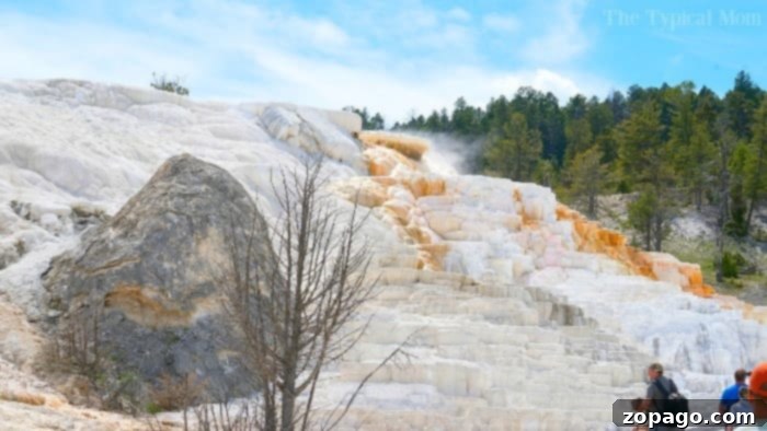 Yellowstone Hot Springs: The Colorful Terraces of Mammoth Hot Springs #yellowstone #hotsprings #geothermal #travelwithkids #explore Close-up of the vibrant, mineral-rich terraces at Mammoth Hot Springs, Yellowstone