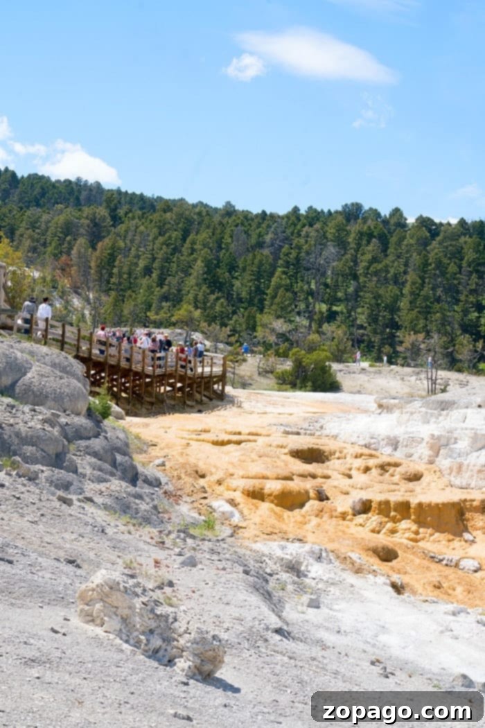Discovering Mammoth Hot Springs: Yellowstone's Geothermal Masterpiece #yellowstone #thermalfeatures #familytravelguide #naturelover Expansive view of Mammoth Hot Springs terraces under a blue sky, Yellowstone