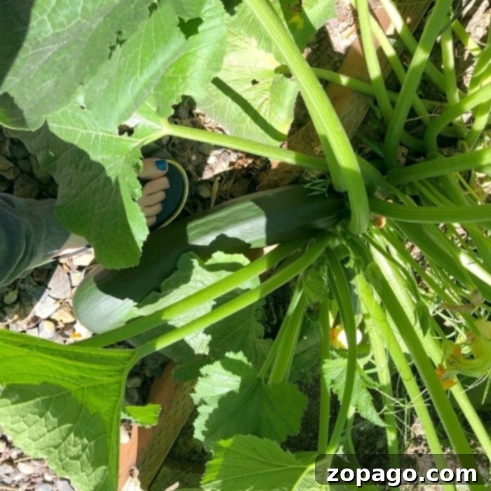 A person wearing sandals standing beside a lush, vibrant zucchini plant, showcasing the fresh, abundant produce ready for a homemade zucchini bread recipe.